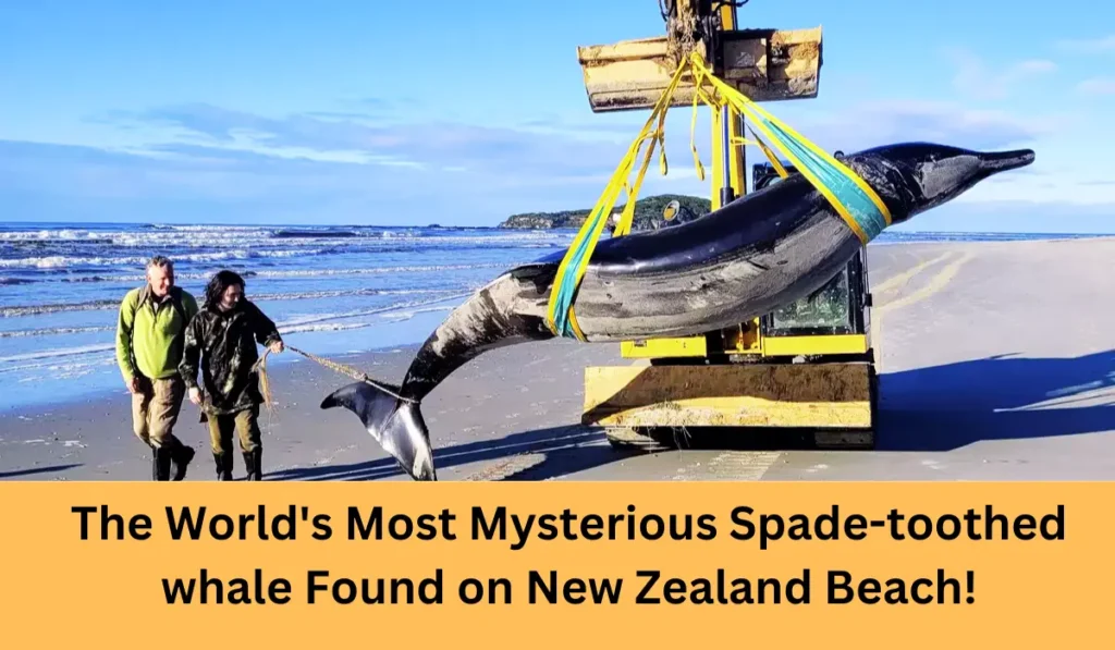 mysterious-spade-toothed-whale-found